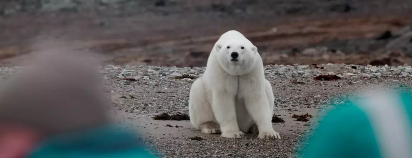 Изображение круиза Чукотка и остров Колючин: Земля белых медведей    