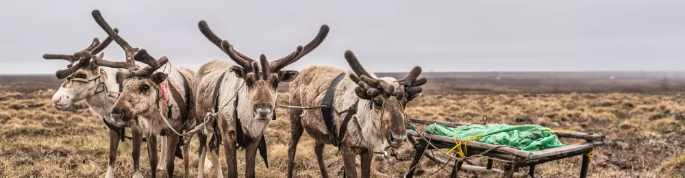 Изображение круиза Енисейская экспедиция