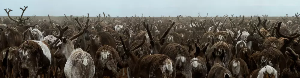 Изображение круиза Енисейская экспедиция