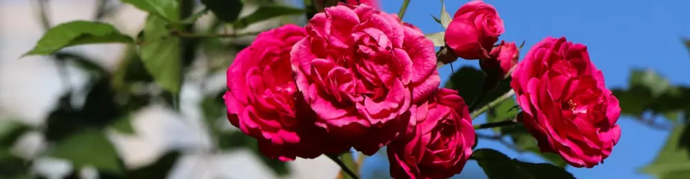 Изображение круиза Сердце Дона